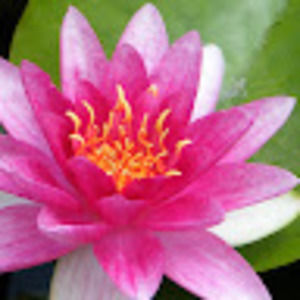 Meet your Posher, Rebel